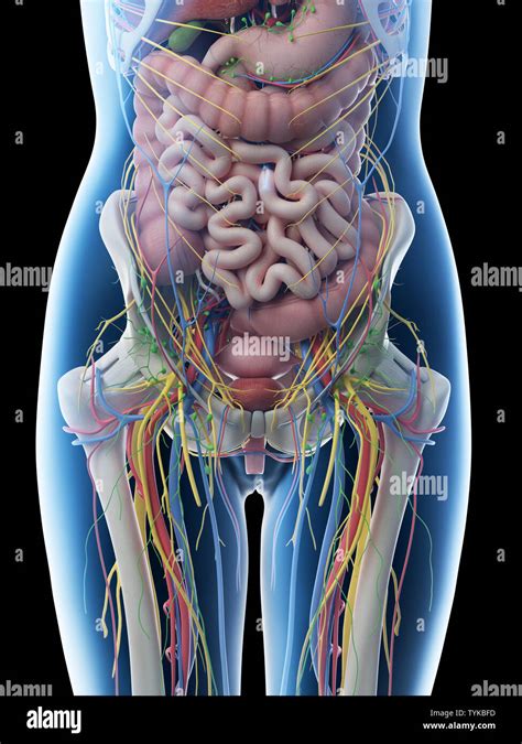 Anatomie Abdomen 3d Femme   Anatomie Cerveau Humain Anatomie Humain Mâle Organes - Anatomie Abdomen 3d Femme