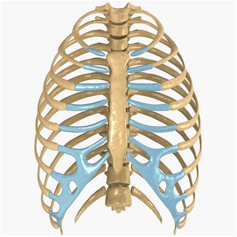 Anatomie Cage Thoracique 3d    - Anatomie Cage Thoracique 3d