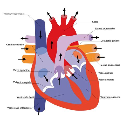 Anatomie Cardiaque 3d   Enseignement De L Anatomie Et Physiologie Humaines En - Anatomie Cardiaque 3d