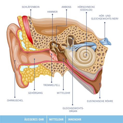 Anatomie Das Ohr