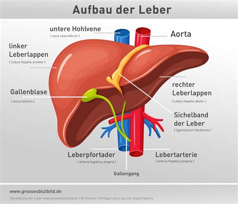 Anatomie Der Leber