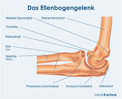 Anatomie Des Ellenbogens
