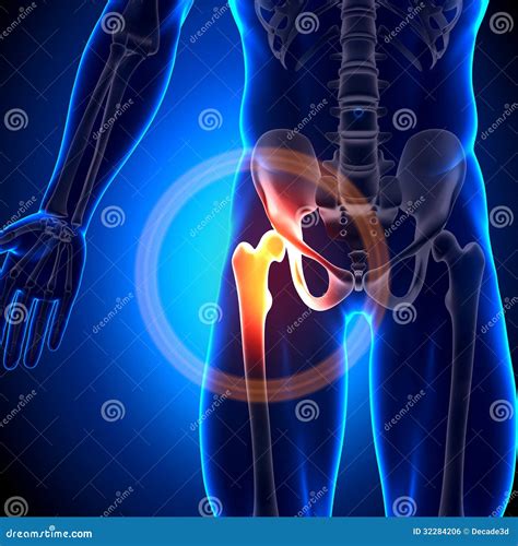 Anatomie Des Hanches