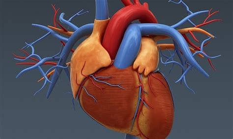 Anatomie Du Cœur 3d   L X27 Appareil Cardiovasculaire Visible Patient - Anatomie Du Cœur 3d
