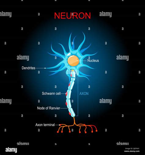 Anatomie Du Cerveau 3d   Neurone Du Cerveau Modèle 3d Téléchargement Gratuit - Anatomie Du Cerveau 3d