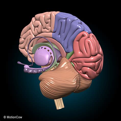 Anatomie Du Cerveau En 3d   3d Brain - Anatomie Du Cerveau En 3d