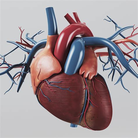 Anatomie Du Coeur 3d   3d Render Of A Healthy Human Heart Stock - Anatomie Du Coeur 3d