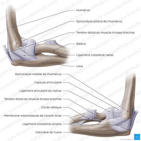 Anatomie Du Coude