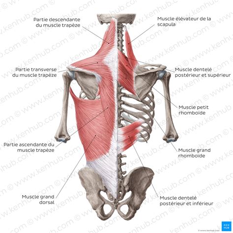 Anatomie Du Dos