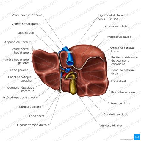 Anatomie Du Fois