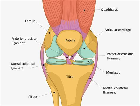 Anatomie Du Genou 3d   Anatomie Du Genou Os Cartilage Muscles Tendons Ménisques - Anatomie Du Genou 3d