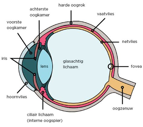 Anatomie Het Oog
