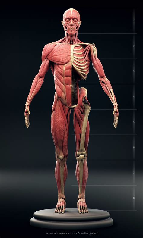 Anatomie Humaine En 3d   Anatomie En 3d Pearltrees - Anatomie Humaine En 3d