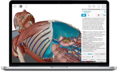 Anatomie Humaine En 3d   Description Visible Body Atlas Du0027anatomie Humaine En 3d - Anatomie Humaine En 3d
