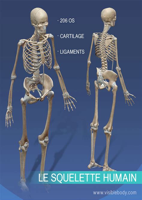 Anatomie Humaine Squelette Humain 3d   Apprentissage De Lu0027anatomie Du Squelette Squelette - Anatomie Humaine Squelette Humain 3d