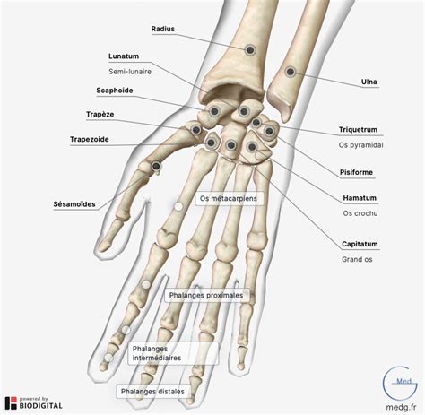 Anatomie La Main