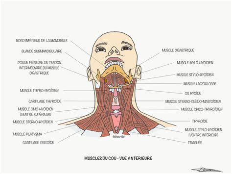 Anatomie Le Cou