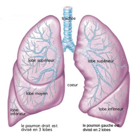 Anatomie Poumon 3d   Anatomie3d Univ Lyon1 Fr Ressources Peda Coeur Et - Anatomie Poumon 3d