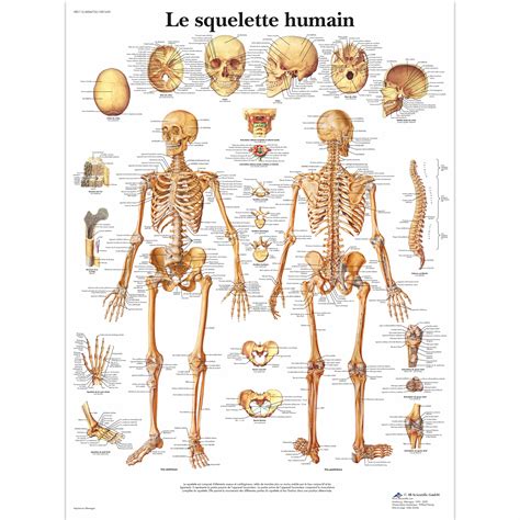 Anatomie Squelette Humain 3d   Anatomie Du Corps Humain Corpus Réseau Canopé - Anatomie Squelette Humain 3d