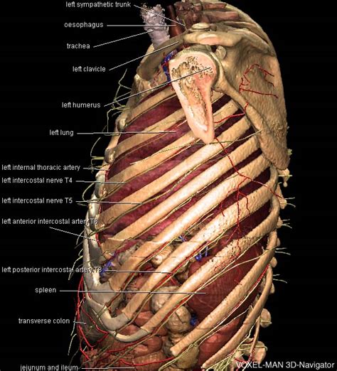 Anatomie Thorax 3d   Three Dimensional Anatomy Of The Thorax - Anatomie Thorax 3d