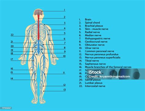 anatomische structuur