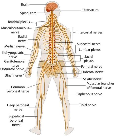 Anatomy Amp Physiology Nervous System The Biology Corner The Nervous System Worksheet Answer Key - The Nervous System Worksheet Answer Key