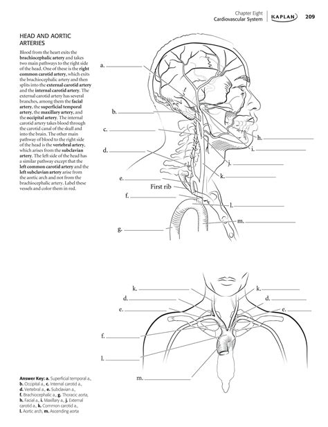 Anatomy And Physiology Coloring Worksheets In 2023 Worksheets The Human Eye Worksheet Answers - The Human Eye Worksheet Answers