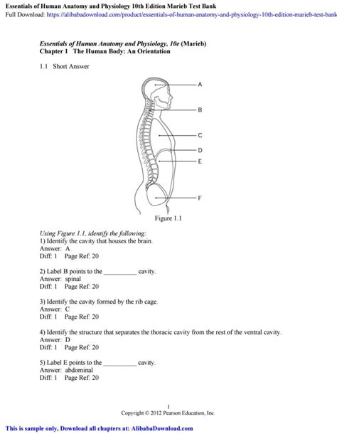anatomy and physiology marieb answer key 7
