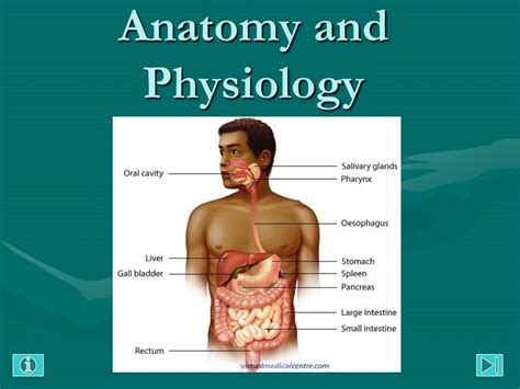 Anatomy And Physiology Of The Gastrointestinal System Labeled Diagram Of The Digestive System - Labeled Diagram Of The Digestive System