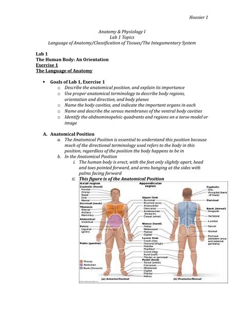 Anatomy And Physiology Unit 5 Human Muscular System Muscular System For Grade 5 - Muscular System For Grade 5
