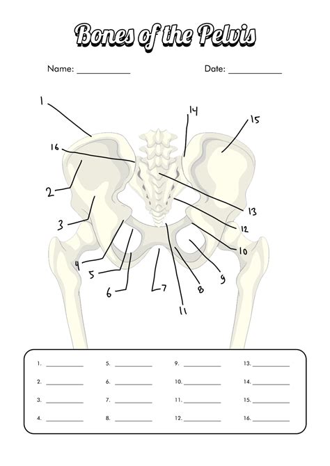 Anatomy Blank Bone Study Sheets