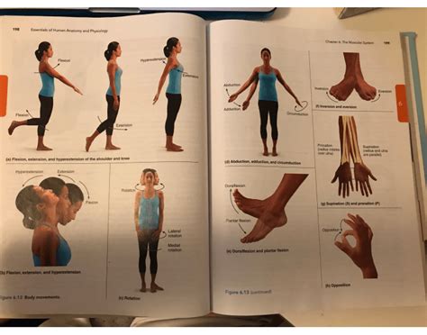 Anatomy Body Movements Printable Worksheet Purposegames Body Movements Worksheet - Body Movements Worksheet