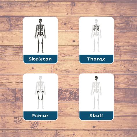 Anatomy Bone Flashcards