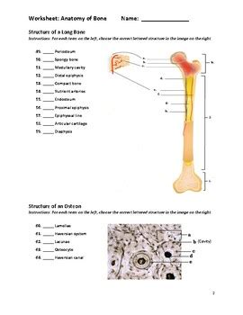 Anatomy Bone Structure Answer Key