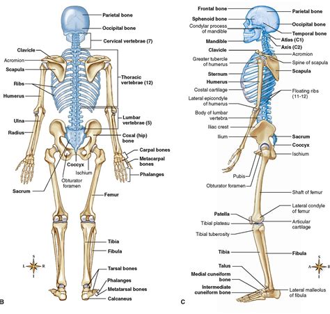 Anatomy Chapter 4 The Human Skeleton Flashcards Quizlet Human Skeleton Worksheet Answers - Human Skeleton Worksheet Answers