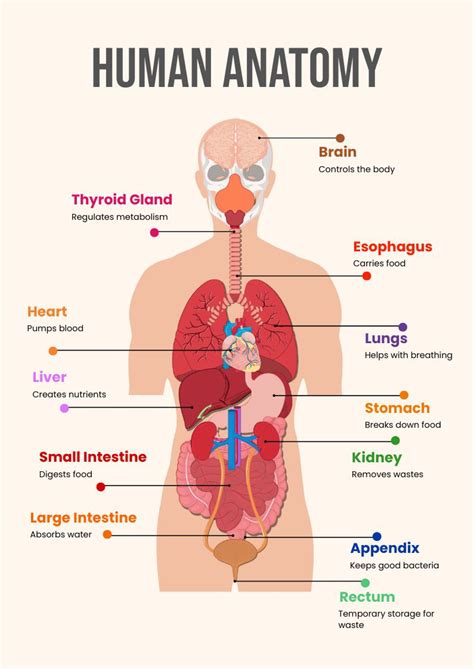 Anatomy Chart Of Human Body