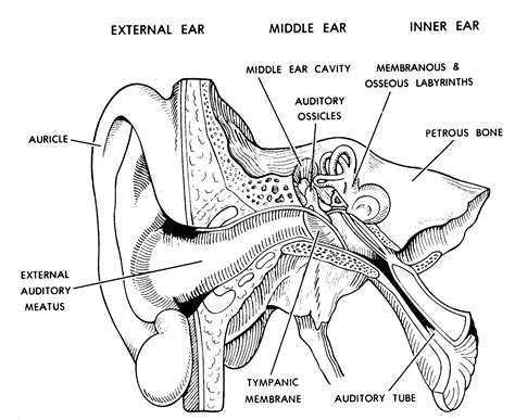 Anatomy Coloring Pages Pdf Cinebrique Ear Anatomy Coloring Page - Ear Anatomy Coloring Page