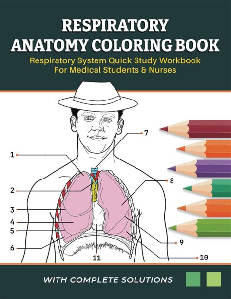 anatomy coloring workbook respiratory system answers