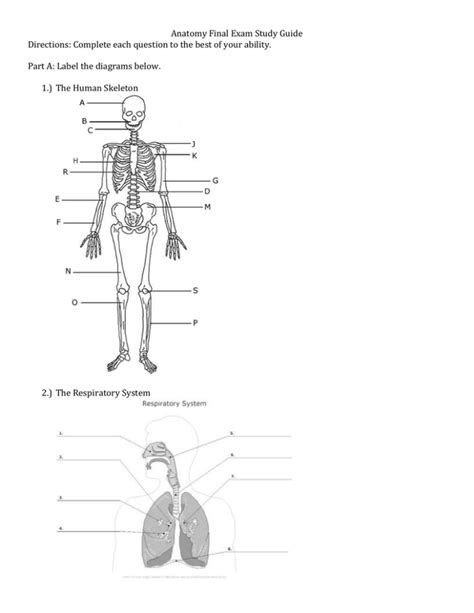 Anatomy Final Exam Study Guide