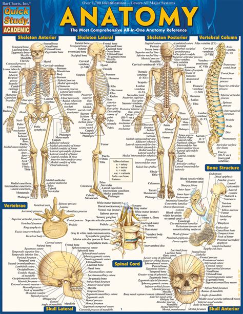 Anatomy Flashcards Quick Study Charts