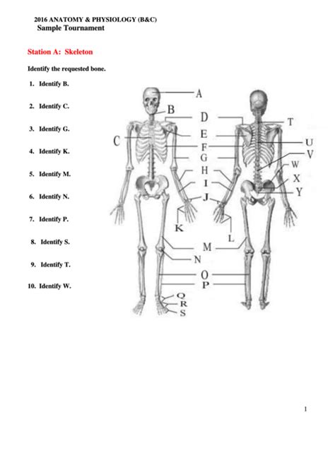 Anatomy For Beginners Student Worksheets Aurumscience Com Comparative Anatomy Worksheet Answers - Comparative Anatomy Worksheet Answers