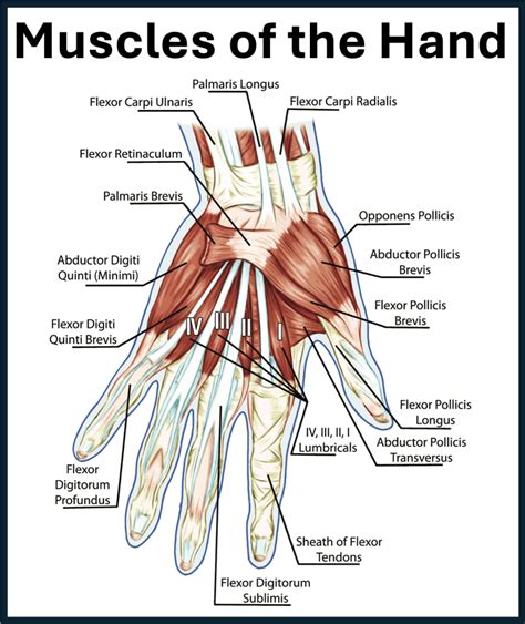 Anatomy For Hand