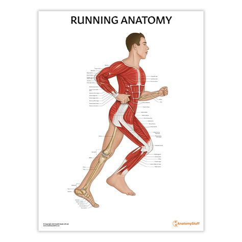 anatomy for runners