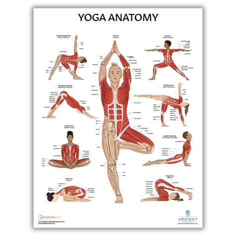 Anatomy For Yoga