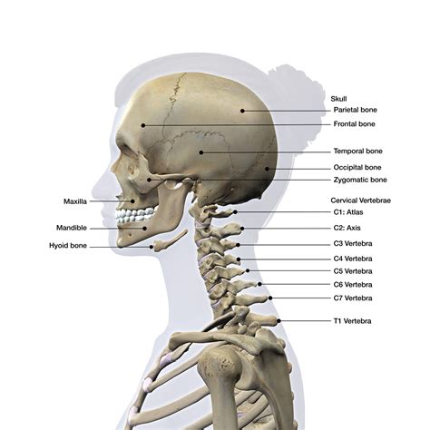Anatomy Head And Neck Skull Statpearls Ncbi Bookshelf Skull Science - Skull Science