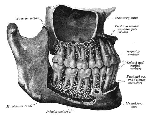 Anatomy Head And Neck Teeth Statpearls Ncbi Bookshelf Teeth Science - Teeth Science