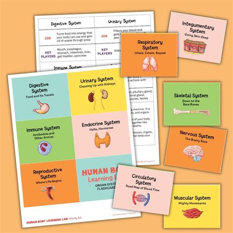 anatomy human body flashcards for toddlers kids b