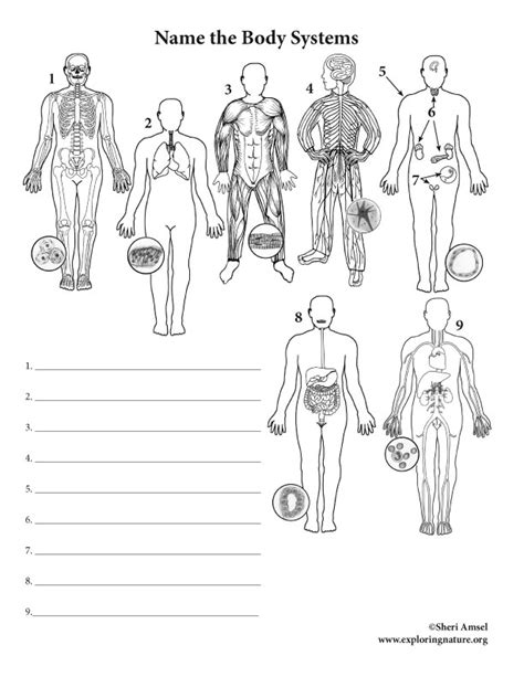 Anatomy Human Body Labeling Exploring Nature Human Body Parts Label - Human Body Parts Label