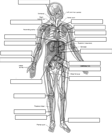 Anatomy Labeling Worksheets Worksheets Free Label Heart Worksheet - Label Heart Worksheet