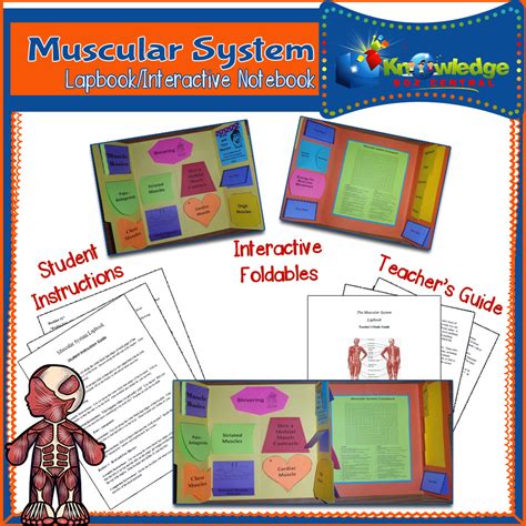 Anatomy Lapbook Muscular System Cynceu0027s Place Skeletal Muscle Anatomy Worksheet - Skeletal Muscle Anatomy Worksheet